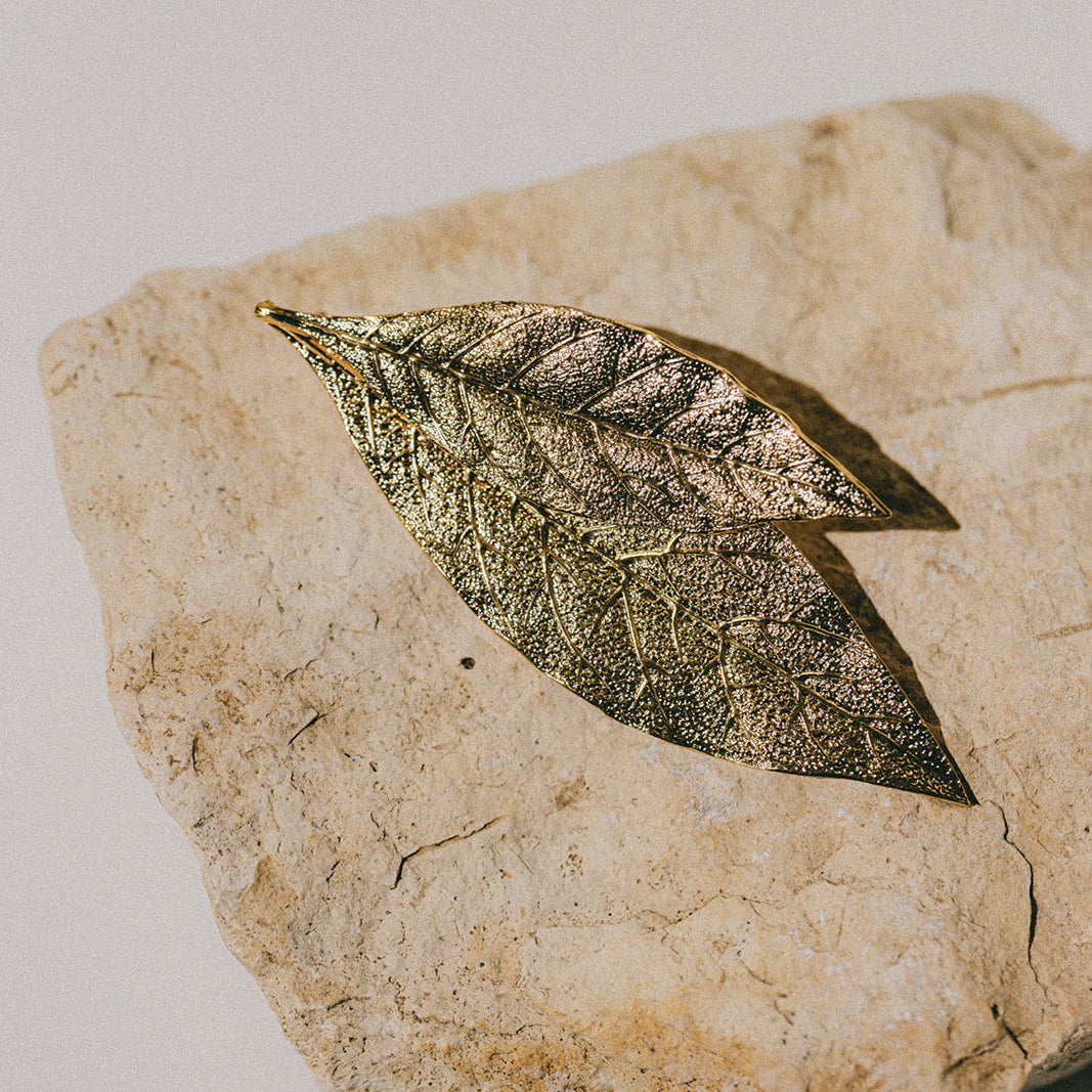 Image de diapositive